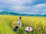 THƠ LỤC BÁT: HƯƠNG LÚA
