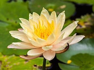 Đức Pháp chủ quang lâm thắp hương cầu nguyện siêu tiến anh linh liệt sĩ và đồng bào yêu nước
