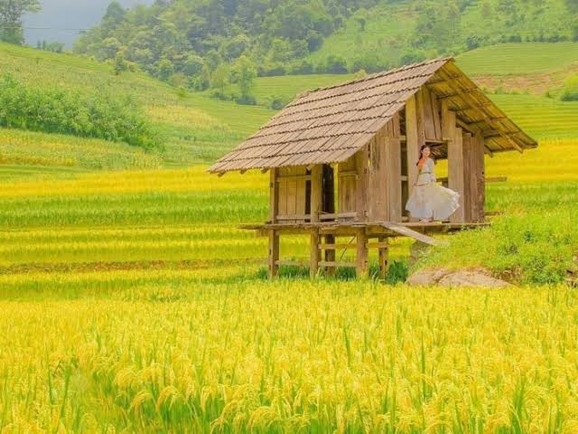 Hương lúa quê nhà