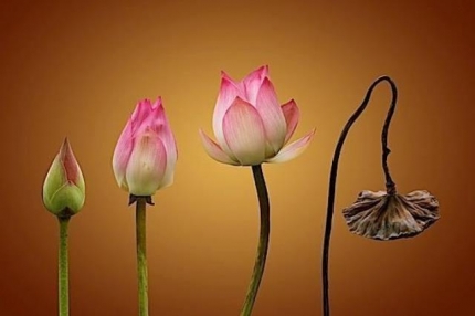 Giá trị thẩm mỹ trong giáo lý Vô thường - Vô ngã