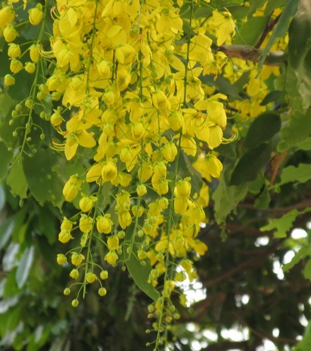 hoa osaka nở rộ 02