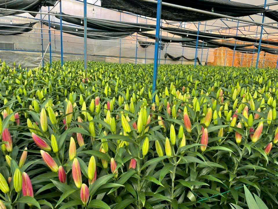 Vẻ đẹp rực rỡ hoa Đà Lạt