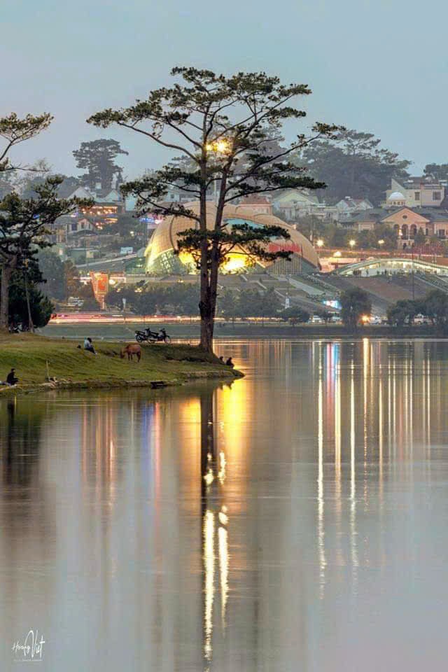 Vẻ đẹp cây cảnh thiên nhiên  Đà Lạt