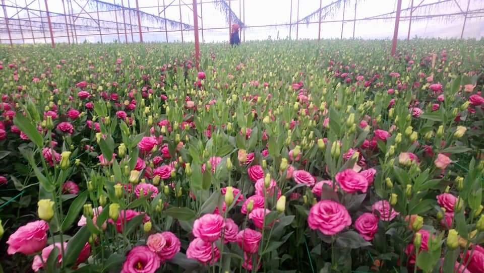 Vẻ đẹp rực rỡ của các loài hoa Đà Lạt